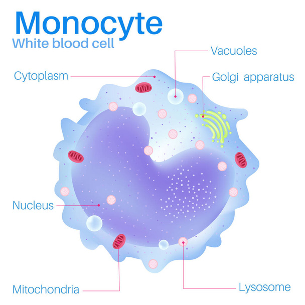Monocyte are white blood cells. - Vector, Image