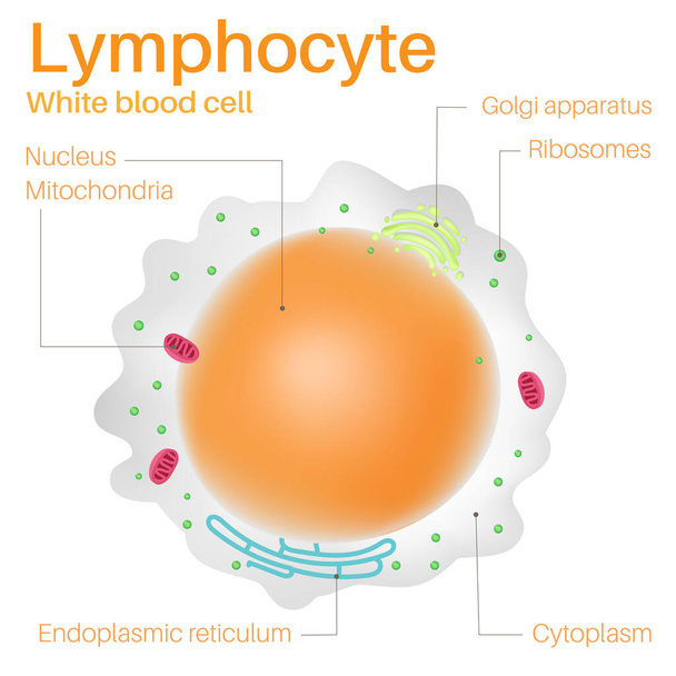 Лимфоциты - белые кровяные тельца. - Вектор,изображение