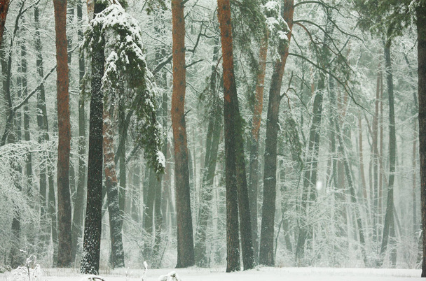 Χειμερινό δάσος με πεύκα και έλατα καλυμμένα με χιόνι - Φωτογραφία, εικόνα