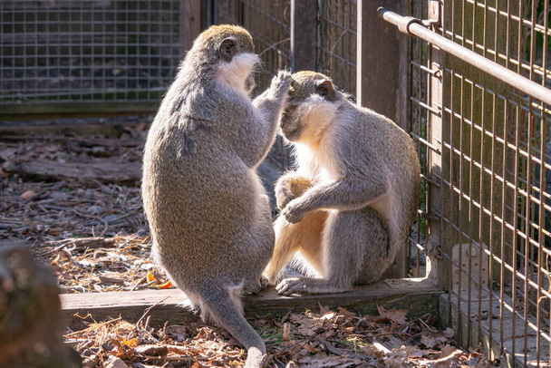 cute monkeys in the zoo - Fotografie, Obrázek