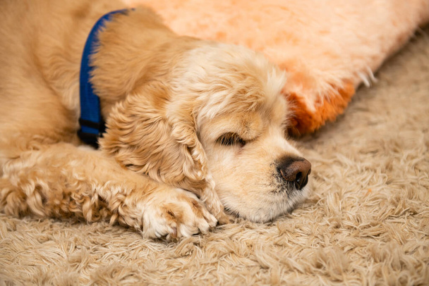 Egy fáradt amerikai cocker spániel fekszik a szőnyegen. Közelkép. - Fotó, kép