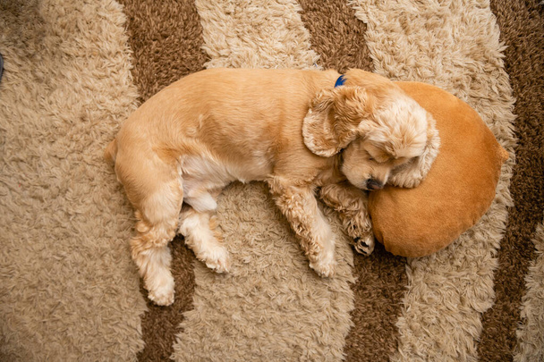 Uroczy amerykański cocker spaniel śpi zwinięty na dywanie. Pies śpi z głową na miękkiej poduszce. Zamknij, skopiuj spację, widok z góry, tło. - Zdjęcie, obraz