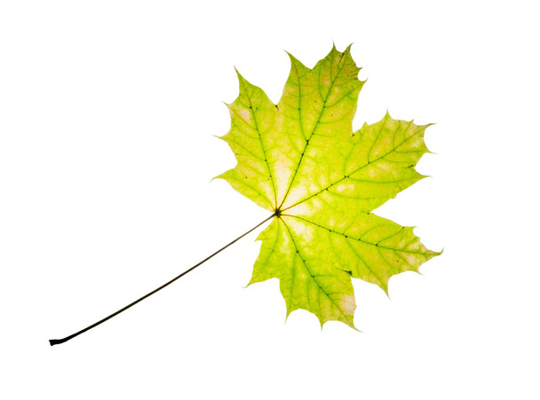 Isolated green maple leaf - Photo, Image