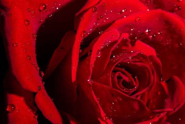 beautiful red rose with water drops, close-up - Foto, imagen