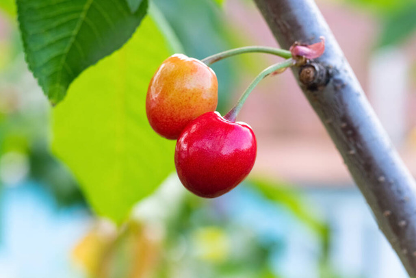 Ripe sweet cherry on a tree branch. Growing bird-cherry - Photo, Image