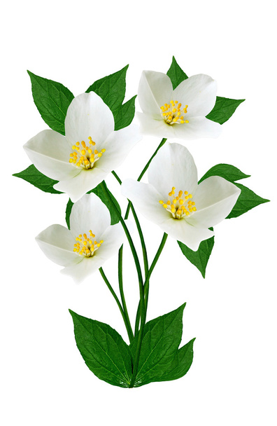Flor blanca jazmín aislada sobre fondo blanco - Foto, Imagen