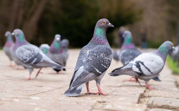 A alimentar pombos na rua. Pedestres, aves e migalhas de pão
 - Foto, Imagem