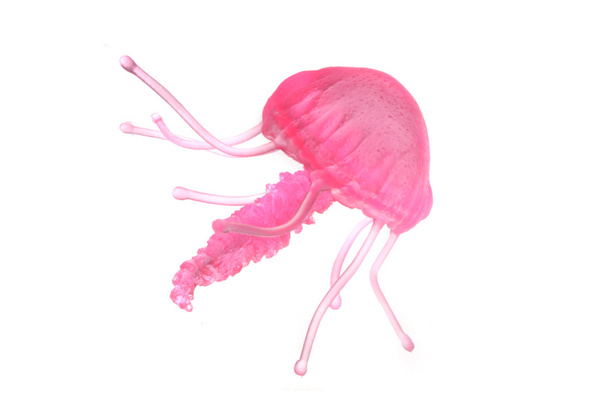 medúza - Fotó, kép