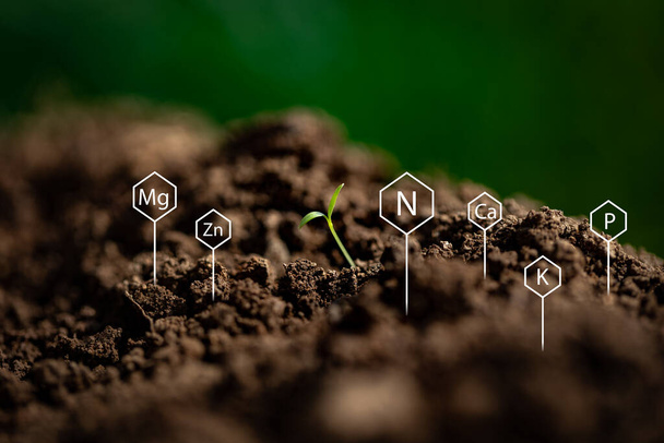 Különböző kémiai elemek a termékeny talajba ragadva biztosítják a megfelelő kémiai szerkezetet a növényfejlesztéshez. - Fotó, kép