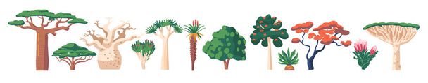 Vegetación de la selva tropical africana Acacia, Baobab o Adansonia, Aljaba o Aloidendron Dichotomum, Acacia y Tulipán - Vector, imagen