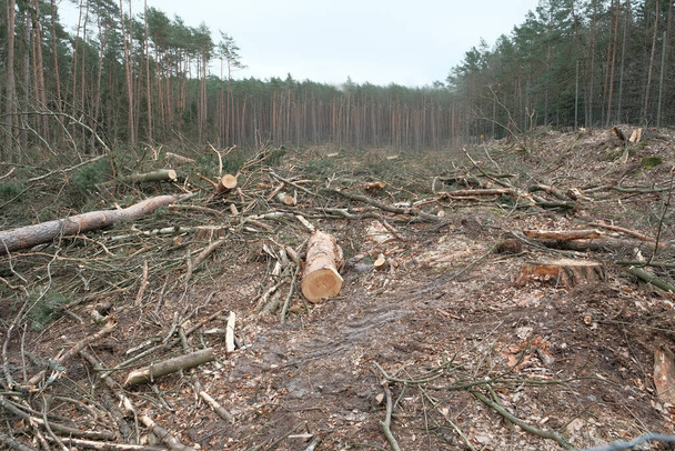 Deforestation environmental problem, rain forest destroyed for oil palm plantations . deforestation - Photo, Image