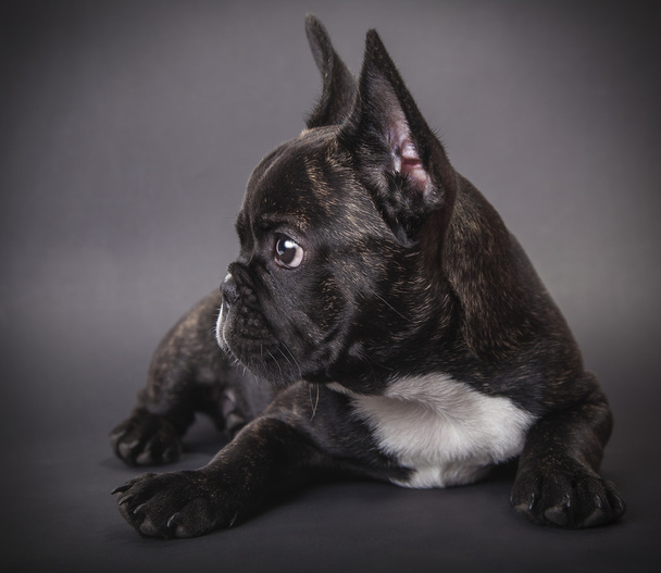 French Bulldog puppy lying  - Valokuva, kuva