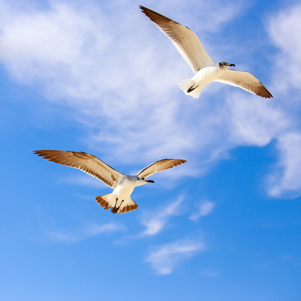 Flying seagulls - Photo, Image
