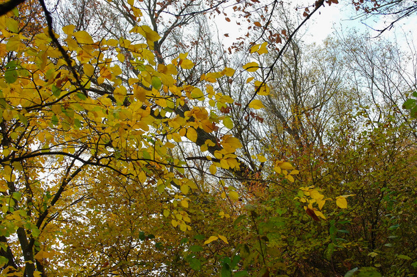 autumn leaves in the forest - Photo, image