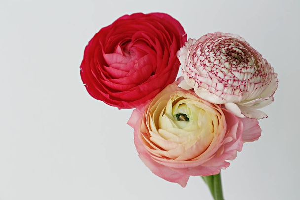 Close up shot of beautiful white and pink bi color ranunculus bouquet. Visible petal structure. Detailed bright patterns of flower buds. Top view, background, copy space for text. - Foto, imagen