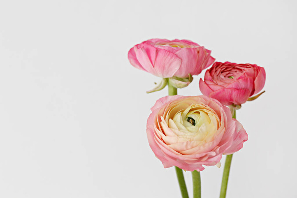 Close up shot of beautiful white and pink bi color ranunculus bouquet. Visible petal structure. Detailed bright patterns of flower buds. Top view, background, copy space for text. - Φωτογραφία, εικόνα