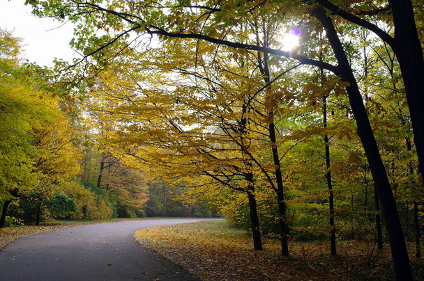 schilderachtig landschap met herfstbomen - Foto, afbeelding