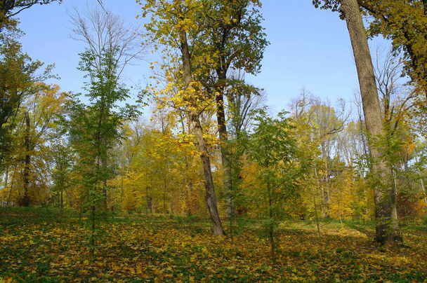 beautiful autumn landscape with bright trees - Zdjęcie, obraz