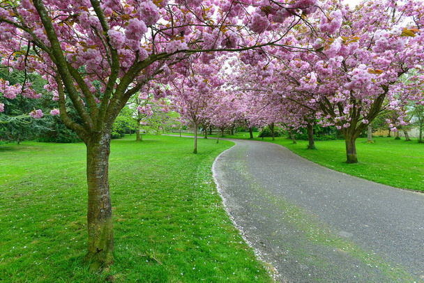 Scenic näkymä mutkainen maa tie läpi puiston ja vuorattu puita - Valokuva, kuva