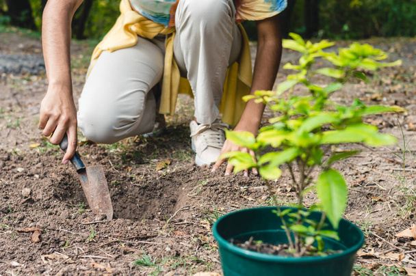 nierozpoznawalna młoda brunetka kucąca na farmie kopiąca dziurę łopatą do sadzenia drzewa, przeszczepiająca paragwajską lilię pracującą dla ochrony planety Ziemia. - Zdjęcie, obraz