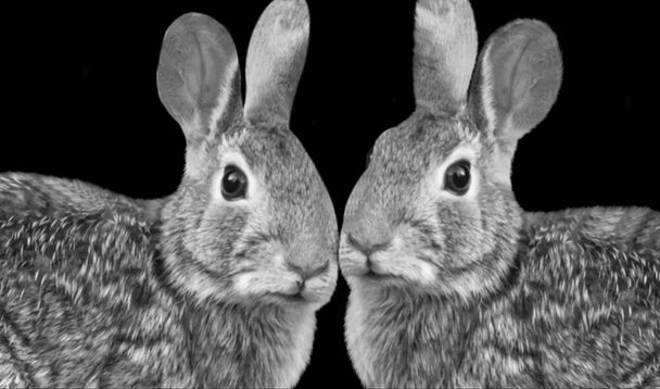 Two Black And White Couple Rabbits On The Dark Background - 写真・画像