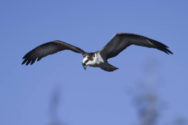 An osprey flies up in the sky in search of a fish to catch in Fernan lake in north Idaho. - Photo, Image