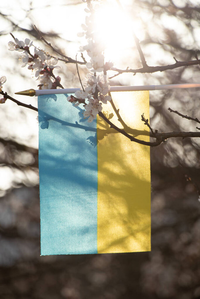 Národní vlajka Ukrajiny na stromě s kvetoucí meruňkou na slunci na Ukrajině na jaře během války 2022 - Fotografie, Obrázek