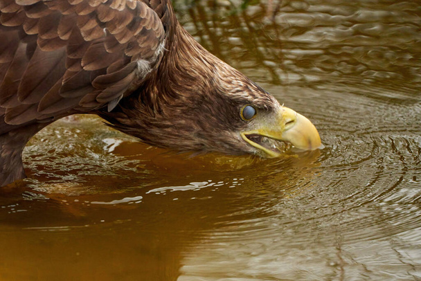 A sea eagle is drinking in the water. Close up of the birds head, Water droplets leak from the beak. Detailed, yellow beak brown feathers, animal themes - Photo, Image
