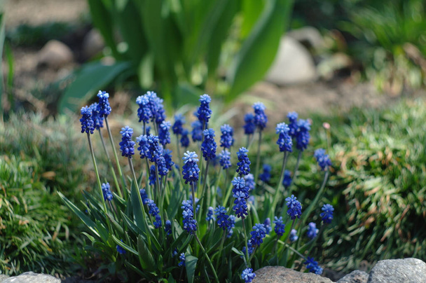 красиві сині квіти мускарі в саду (Грейп-гіацинт
) - Фото, зображення