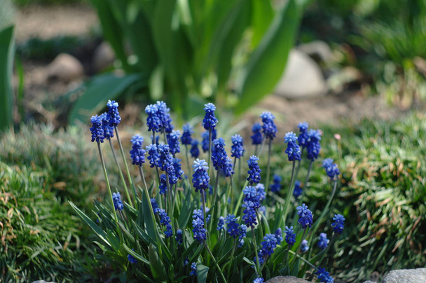 красиві сині квіти мускарі в саду (Грейп-гіацинт
) - Фото, зображення
