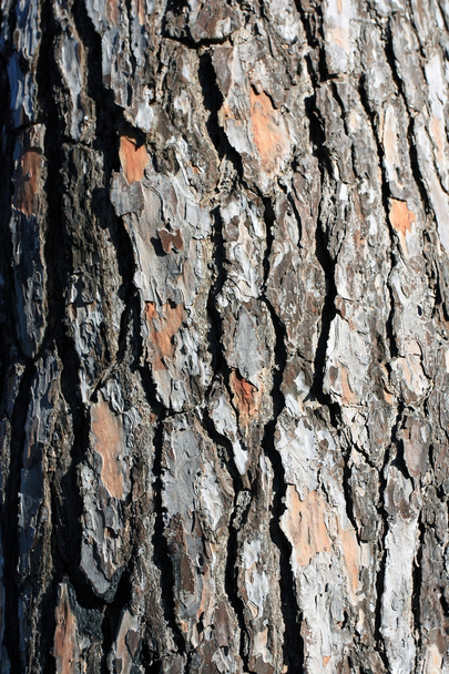 Kůra z jehličnatého dřeva texturou, kůry, sibiřský modřín. - Fotografie, Obrázek