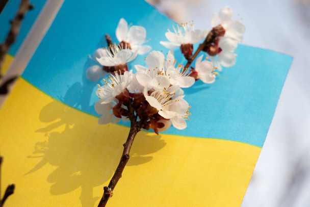 Національний прапор України на дереві з квітучим абрикотом на сонці в Україні навесні 2022 року. - Фото, зображення