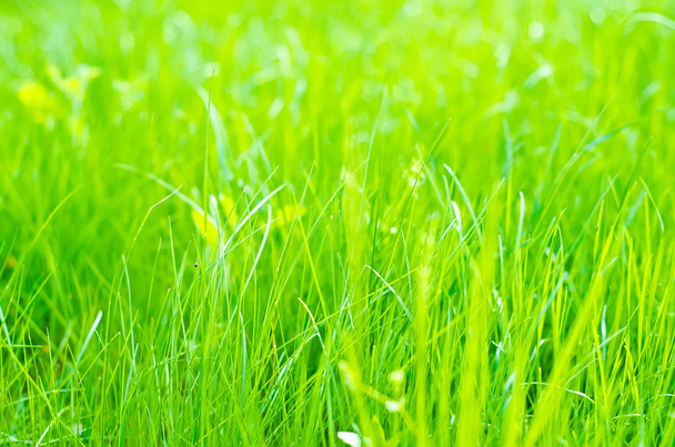Grünes Gras - Foto, Bild