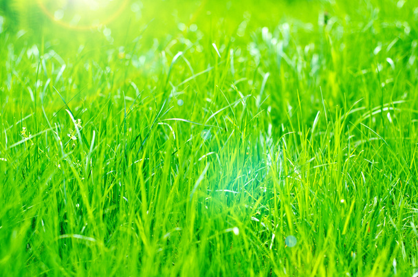 Yeşil Çimen - Fotoğraf, Görsel