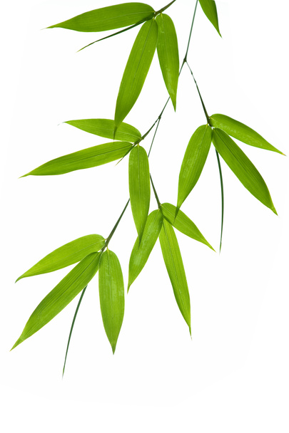 Bambo- foglie
 - Foto, immagini