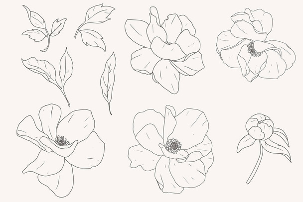 doodle line art peony flower elements collection - Vektör, Görsel