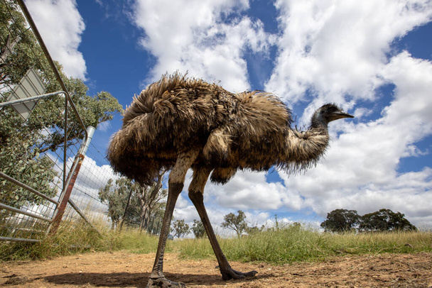 ostrich in the zoo - Fotó, kép
