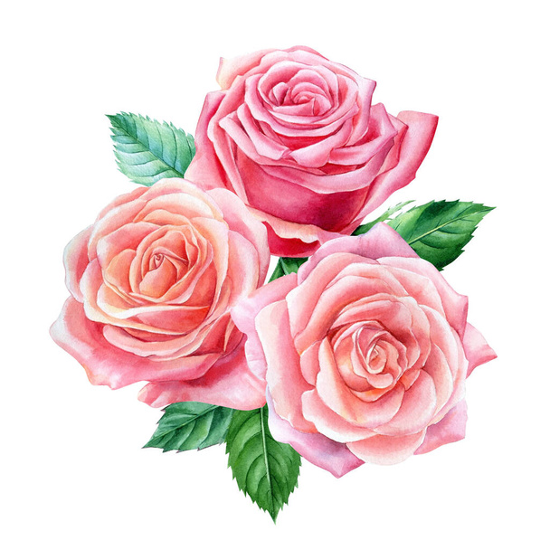 Rose, foglie e boccioli su sfondo bianco, pittura botanica ad acquerello - Foto, immagini