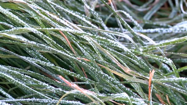 霜の下で草を緑 - 映像、動画