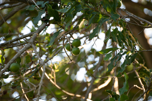 Hard green Australian macadamia nuts hanging on branches on big tree on plantation - Photo, Image