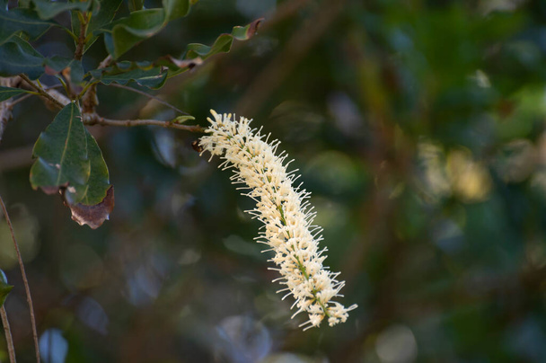 硬い緑のオーストラリアのマカダミアナッツと白い花がプランテーションの大きな木の枝にかかっています - 写真・画像