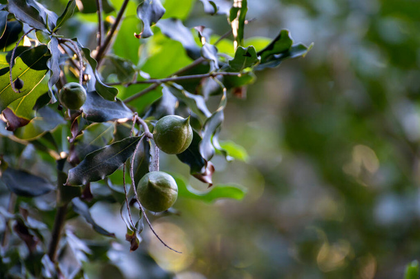 Hard green Australian macadamia nuts hanging on branches on big tree on plantation - Photo, Image