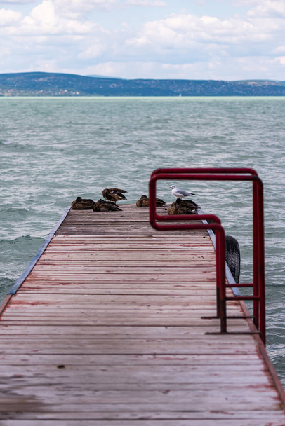 Ördeklerin ve martıların fotoğrafı Balaton Gölü kıyısında duruyor, Siofok, Macaristan - Fotoğraf, Görsel