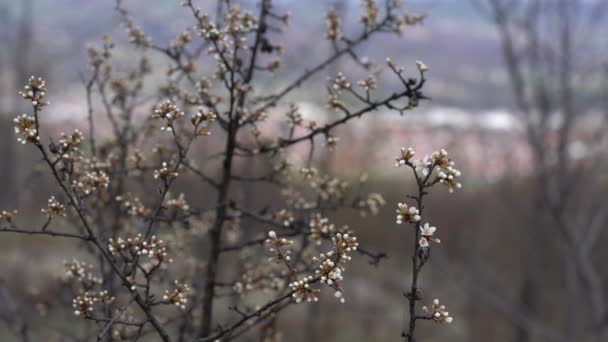 Espino cerval inicio de la floración (Prunus spinosa) - Imágenes, Vídeo