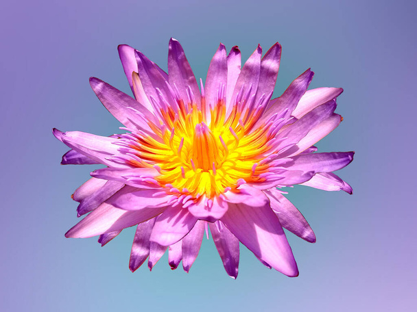 閉じる、紫色の花弁とパステルブルーの紫色の背景、夏の花に隔離された黄色の花粉を持つ美しい花の花蓮を咲かせます。瞑想のための花   - 写真・画像