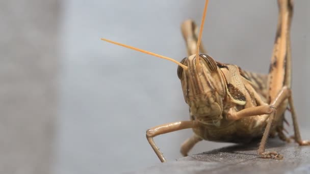 Grasshopper walking, macro closeup hd clip. - Footage, Video