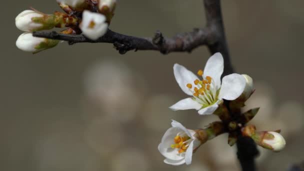 Černý trn na začátku květu (Prunus spinosa) - Záběry, video