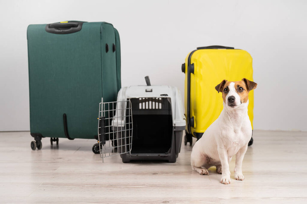Jack russell terrier dog sits by suitcases and travel box. Ready for vacation. - Fotó, kép