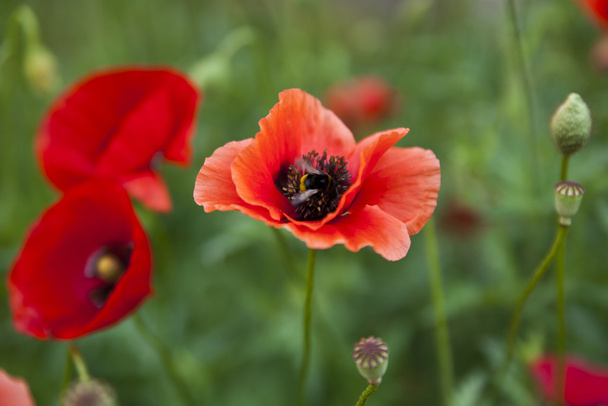 Flores de amapola
 - Foto, imagen