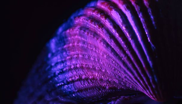 Close up Beautiful sea old seashells in neon light. Minimalism retro style concept.  Background pattern for design. Macro photography view. - Photo, Image